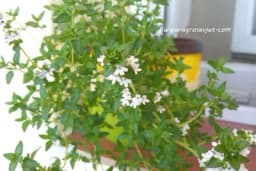 Majčina dušica ima široku primjenu u narodnoj medicini