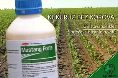 MUSTANG FORTE - Herbicid 3 u 1, UNIŠTAVA iznikle i zaustavlja rast novih KOROVA u KUKURUZU