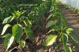 Ovi insekti mogu zaustaviti nicanje paprike - Kako sačuvati usjeve?