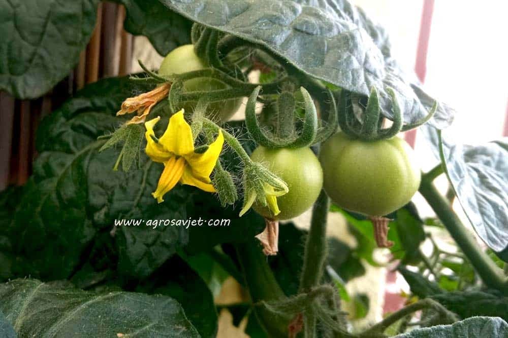 plodovi paradajza