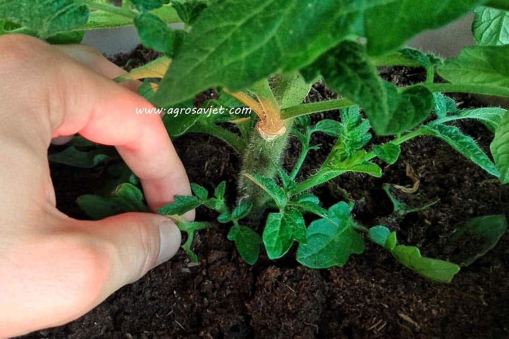 Odstranjivanje donjih listova i zalamanje vrhova paradajza