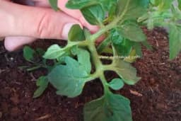 Orezivanje paradajza - Šta podrazumjeva i kako se obavlja?