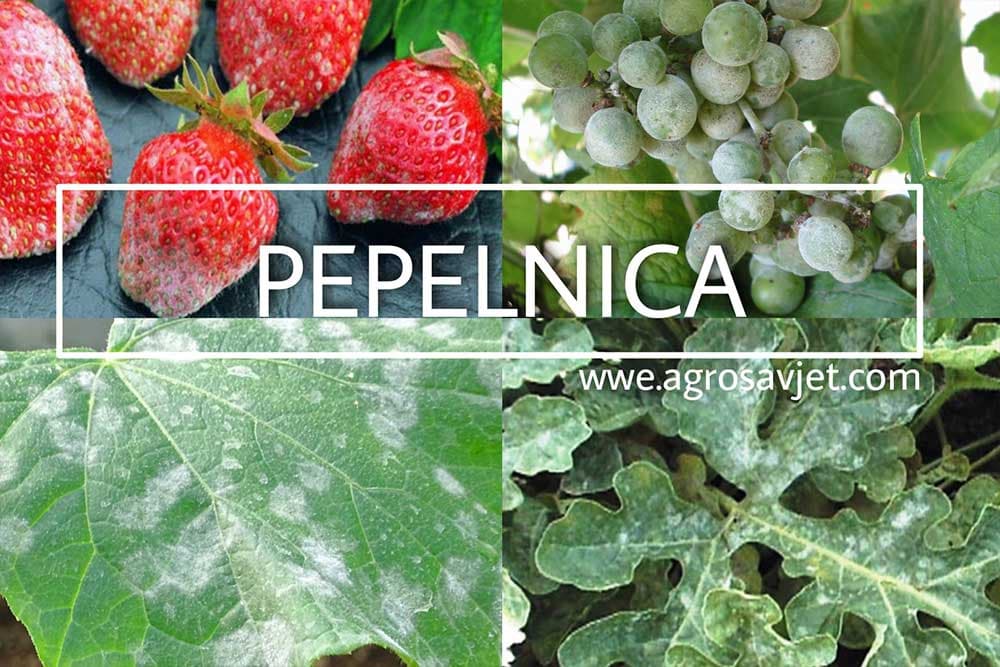 pepelnica