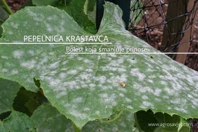 Pepelnica krastavca znatno smanjuje prinose - Ovo je sigurno rješenje za njeno suzbijanje
