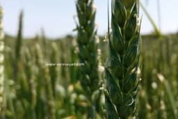 Uvoz žitarica u BiH 15 puta veći od izvoza