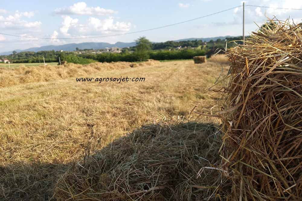 Ratarski usjevi koje možemo koristiti u proizvodnji biomase