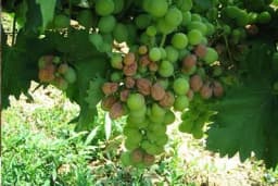 Siva trulež grožđa - Bolest koja smanjuje prinos i do 100%