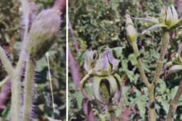 Cvjetovi paradajza se ne otvaraju - Glavni krivac je STOLBUR