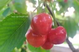 Zašto je obavezna ljetna rezidba trešanja?