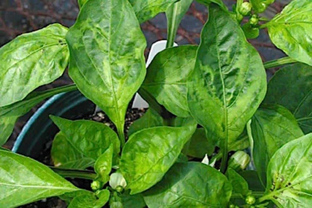 Virus mozaika duvana na paprici