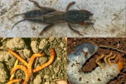 Tri najopasnije zemljišne štetočine povrća