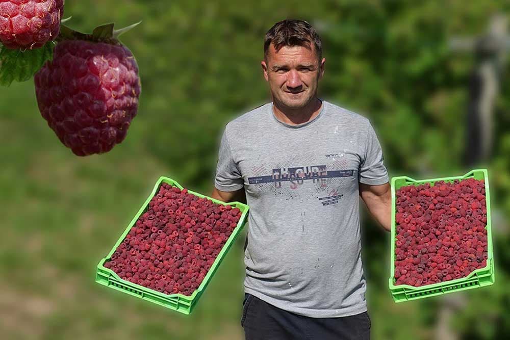 Da sam uništio maline izgubio bih 40.000 KM