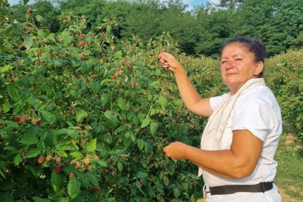 Milica je rekorderka u branju malina - Nabrala nevjerovatnih 136,5 kilograma malina