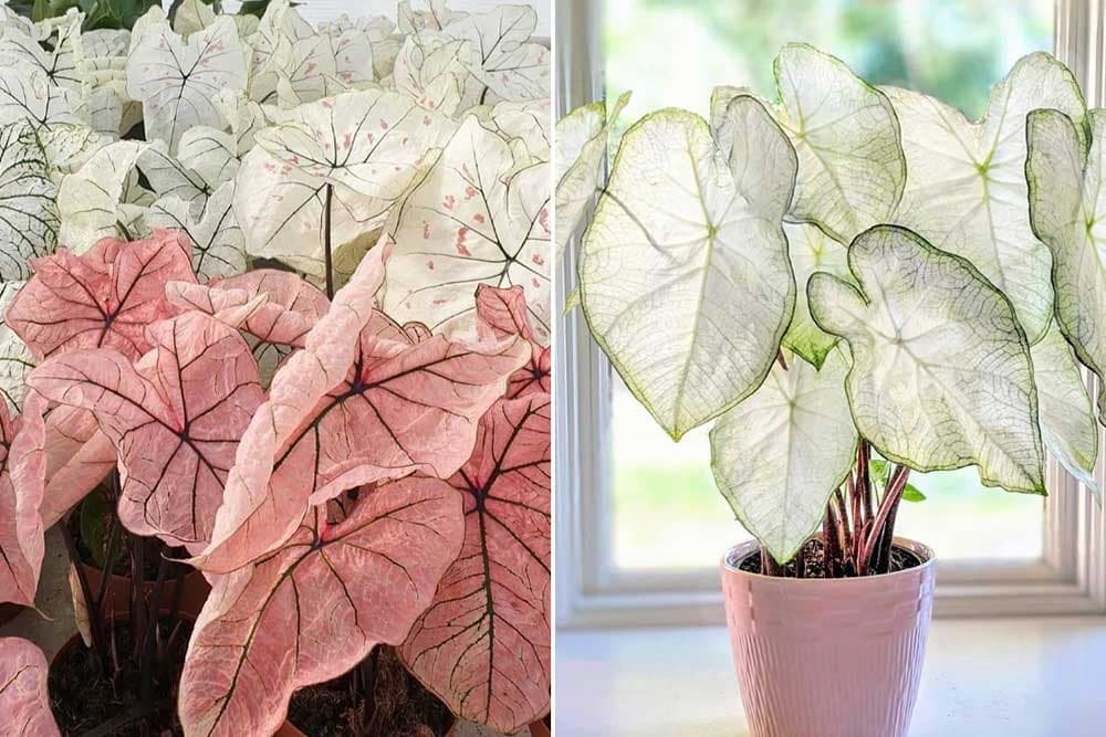 caladium
