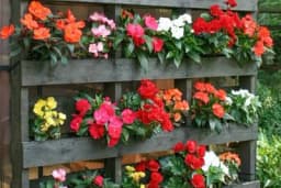 Jeftino i dekorativno - Napravite mini vrt u paletama