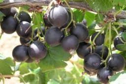 Voće koje zauzima malo prostora a daje dosta plodova