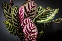 Tri sobne biljke koje ne vole zimu