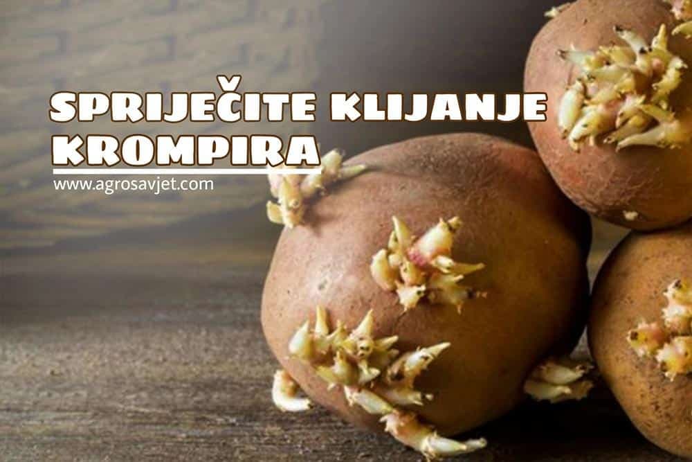 KLIJANJE KROMPIRA
