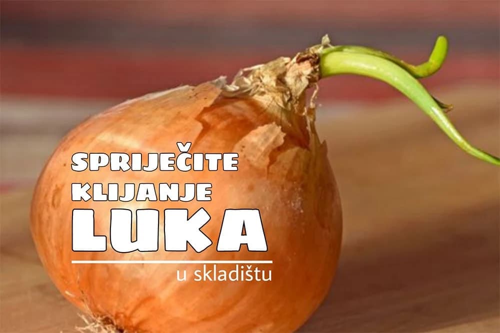 proklijali luk
