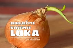 Kako spriječiti KLIJANJE luka u skladištu