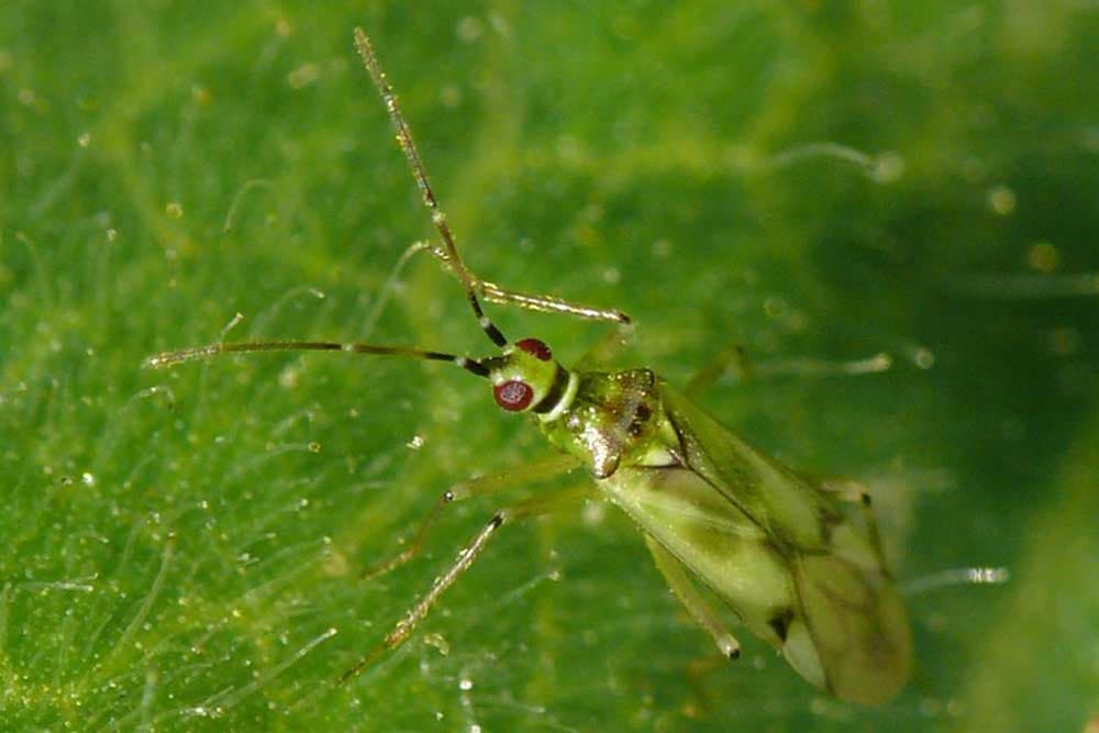 predatorske stjenice