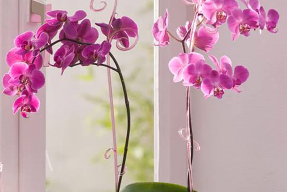 orhideje