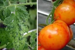 Pepino mozaik virus oštećuje sve dijelove paradajza