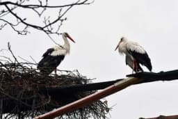 UGINULA RODA MALENA - Ljubavnu priču Malene i Klepetana svijet prati već 19 godina