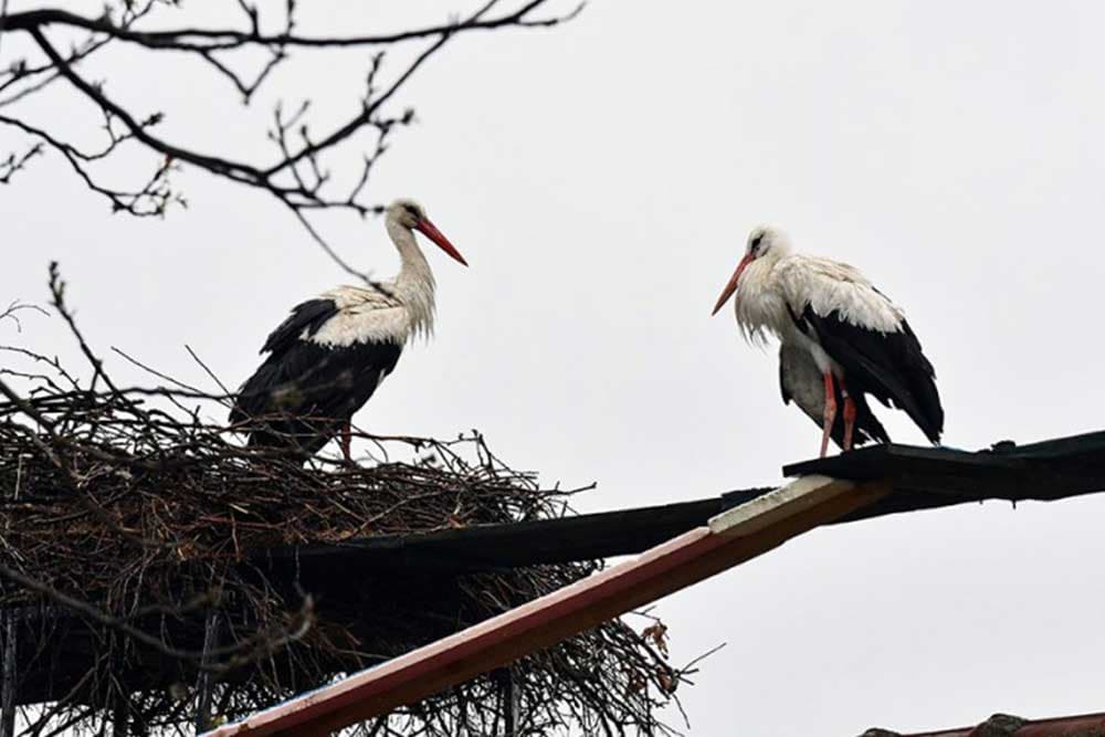UGINULA RODA MALENA - Ljubavnu priču Malene i Klepetana svijet prati već 19 godina