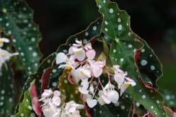 TAČKASTA BEGONIJA - Jednostavna za gajenje, a očarava nježnim izgledom