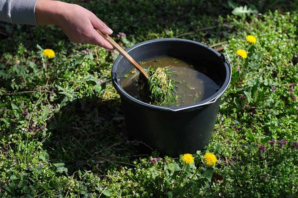 Tekuće đubrivo od maslačka
