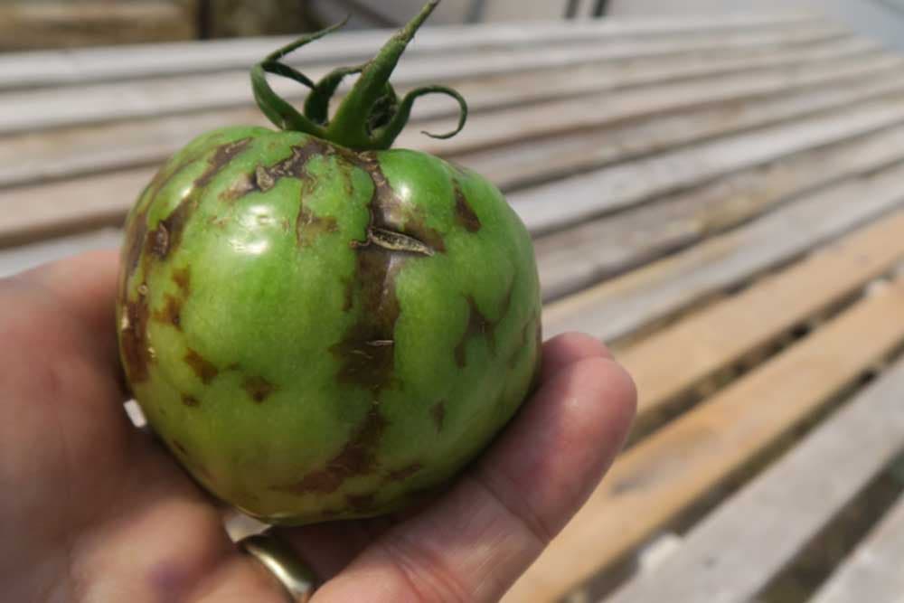 Virus bronzavosti paradajza