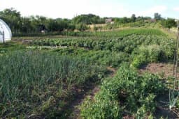 Prirodni rastvor za tjeranje štetočina iz bašte: Odlična zamjena za pesticide