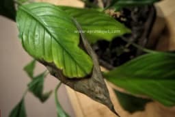 Sedam najčešćih bolesti koje pogađaju sobne biljke - Evo kako da ih prepoznate i spasite svoje biljke