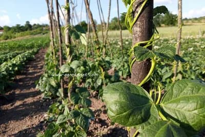 Tri savjeta za uspješnu i plodovitu organsku baštu