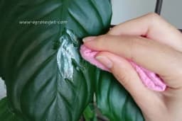 Vratite sjaj listovima biljaka uz pomoć majoneza - Evo i kako