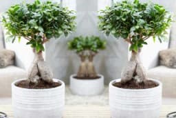 Evo kako se gaji fikus ginseng koji uspijeva i kao bonsai