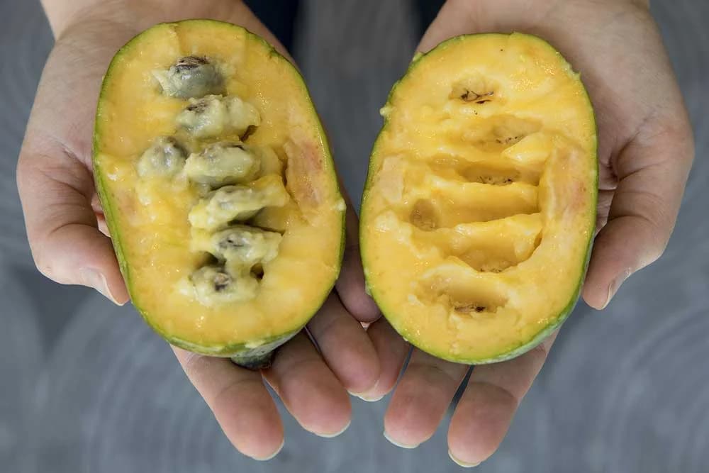 indijanska banana