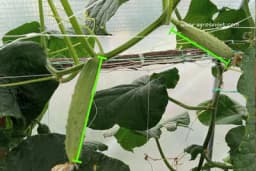 Kako se vrši klasiranje krastavaca prema krupnoći ploda!