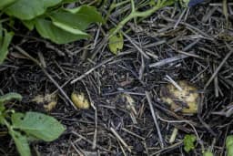 Krompir pod slamom - Ovaj zaboravljeni način sadnje vraća se na velika vrata i nema krompirovih zlatica