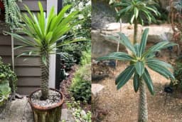 Madagaskarska palma - Kako se gaji ovaj neobični sukulent?