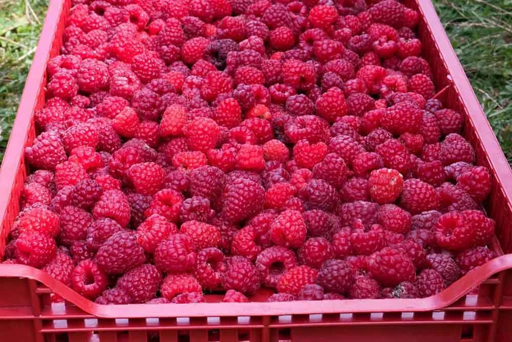 maline
