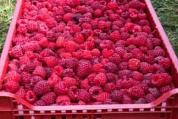 Malinari iz Republike Srpske traže otkupnu cijenu kao što je u Srbiji