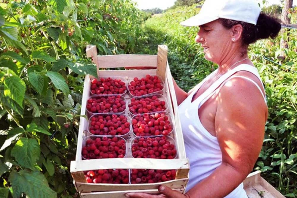 maline