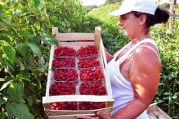 UMJESTO KUKURUZA, NIČE KIKIRIKI, RUŽE I MALINE – Novi trendovi u poljoprivrednoj proizvodnji Semberaca