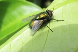 Zauvjek se riješite napasti - Fantastičan trik da otjerate muve iz doma!