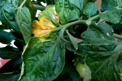 plamenjača paradajza