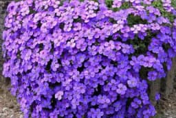 Ovaj predivni cvijet preživjće bez zalivanja i dok ste na godišnjem odmoru