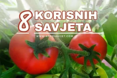 Evo kako da uzgojite najslađi paradajz. Sa ovih 8 savjeta do najvećih prinosa!