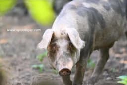 Premiksi – Visoko kvalitetni dodaci stočnoj hrani